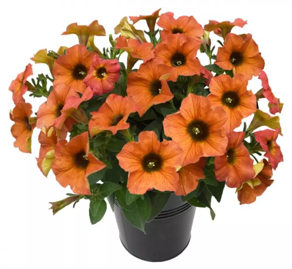 Петхоа BeautiCal® Cinnamon (100 шт.)