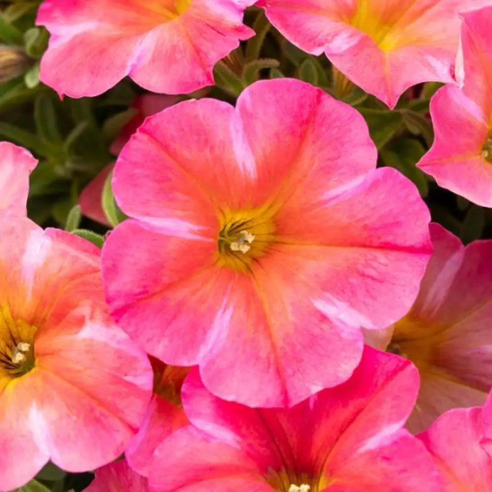 Петхоа BeautiCal® Coral Star (100 шт.)