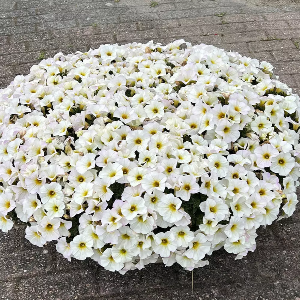 Петхоа BeautiCal® Pearl White (100 шт.)