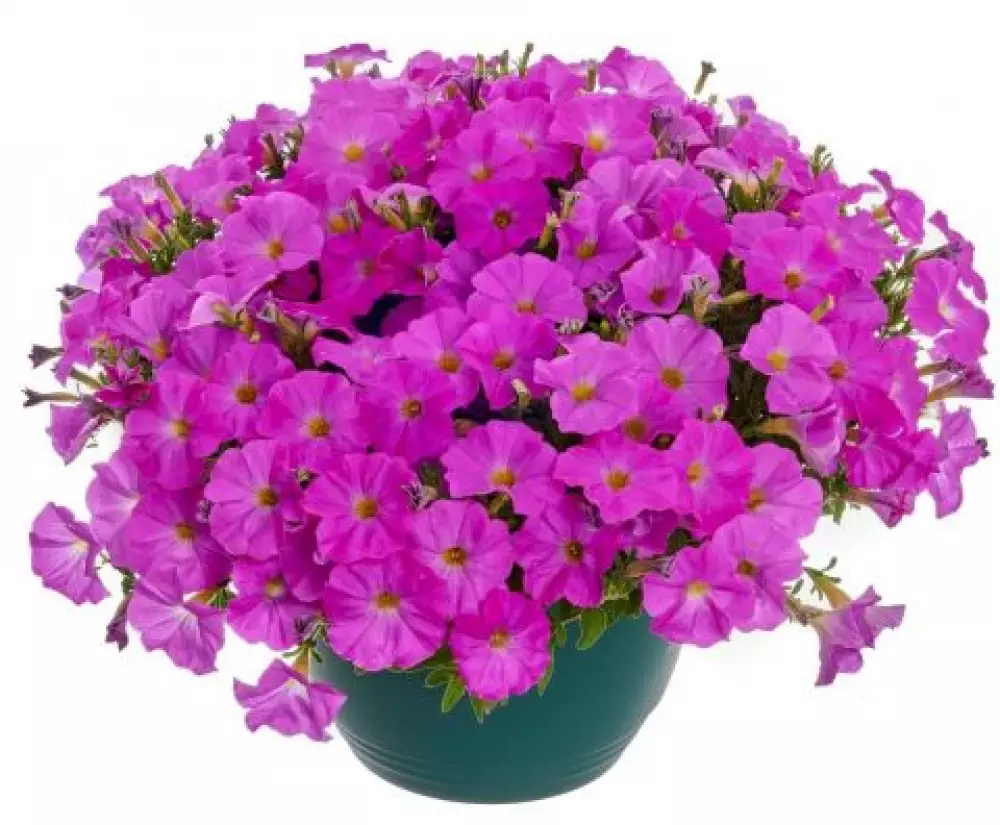 Петхоа BeautiCal® Pretty Pink (100 шт.)