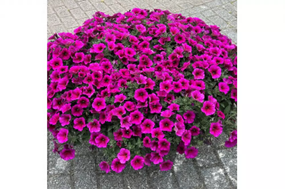 Петхоа BeautiCal® Purple Dawn (100 шт.)