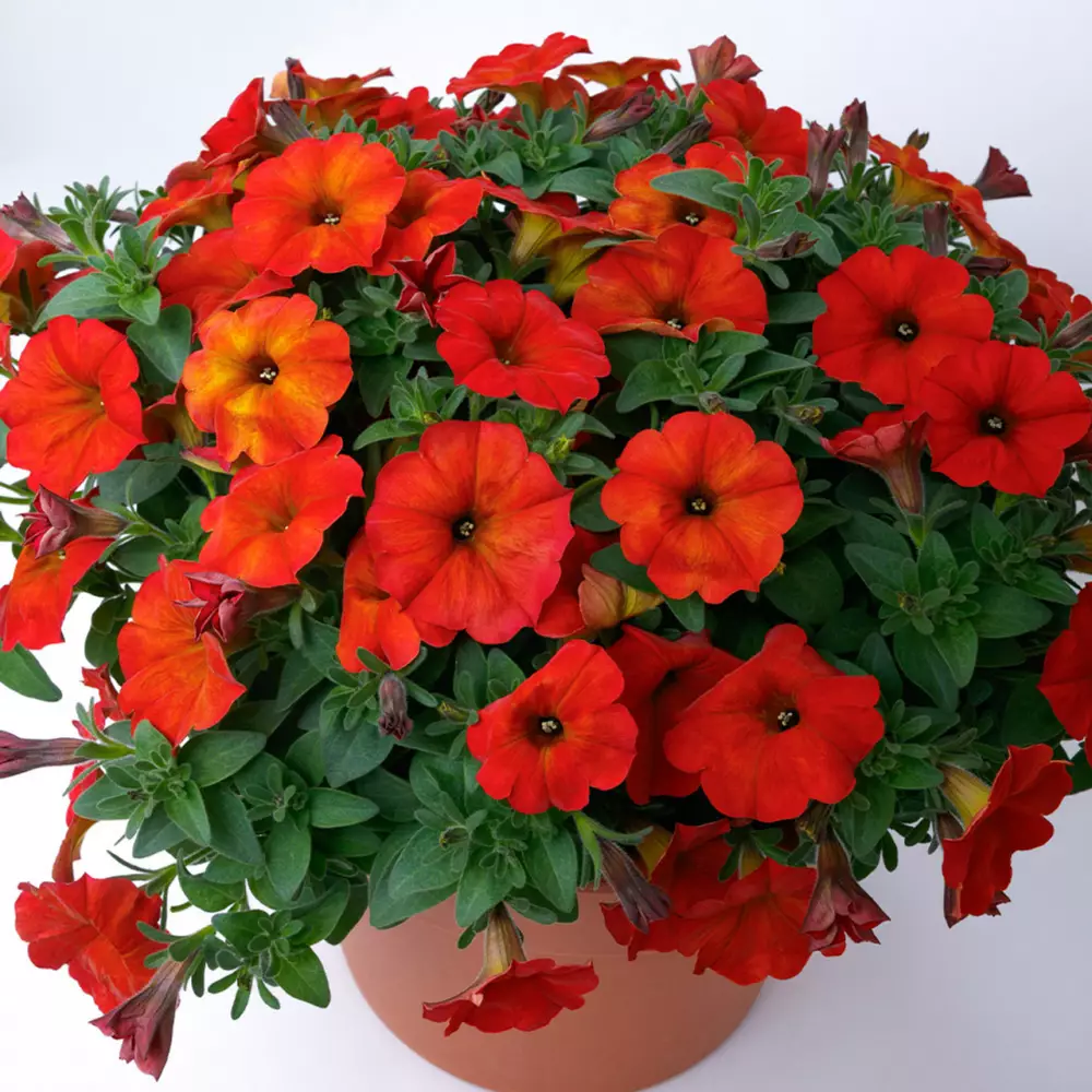 Петхоа BeautiCal® Red Maple (100 шт.)