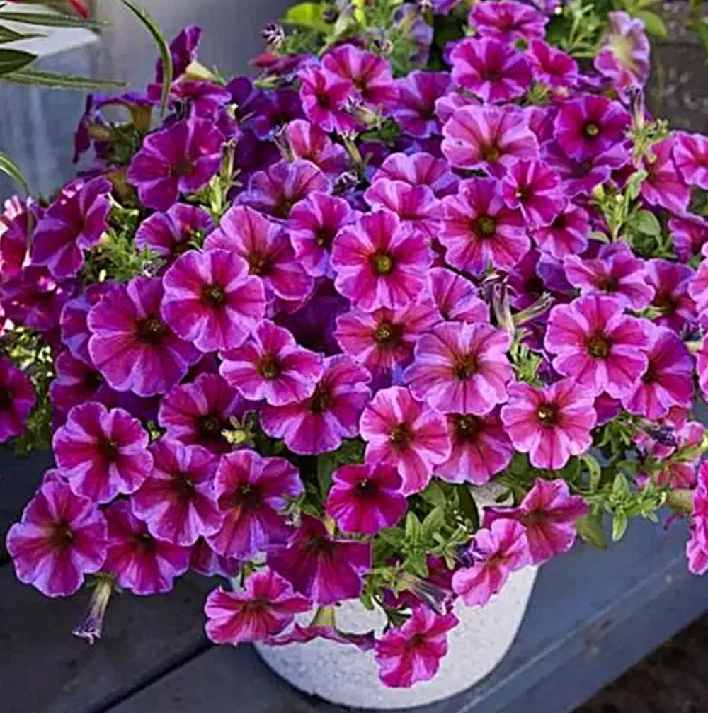 Петхоа BeautiCal® Rose Star (100 шт.)