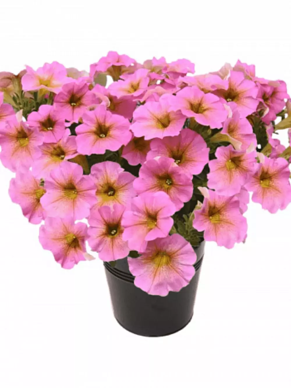 Петхоа BeautiCal® Sunray Pink (100 шт.)