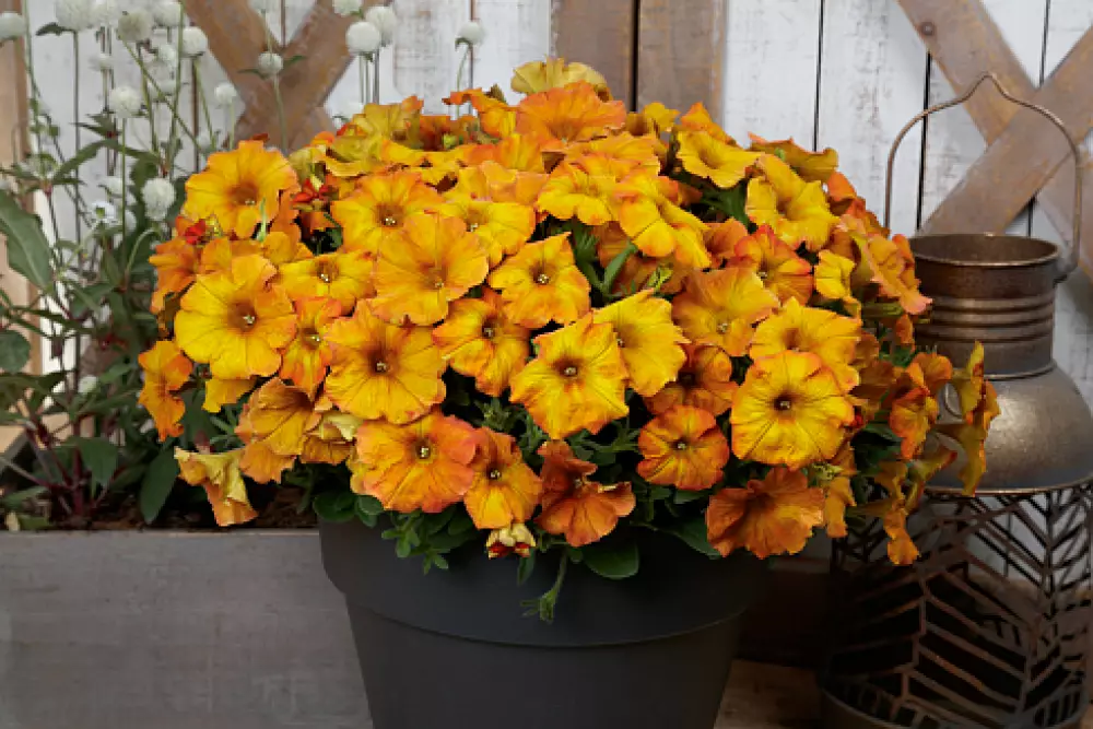 Петхоа BeautiCal® Sunset Orange (100 шт.)