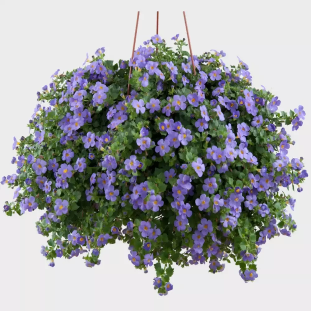 Бакопа diffusus MegaCopa™ Blue (100 шт.)