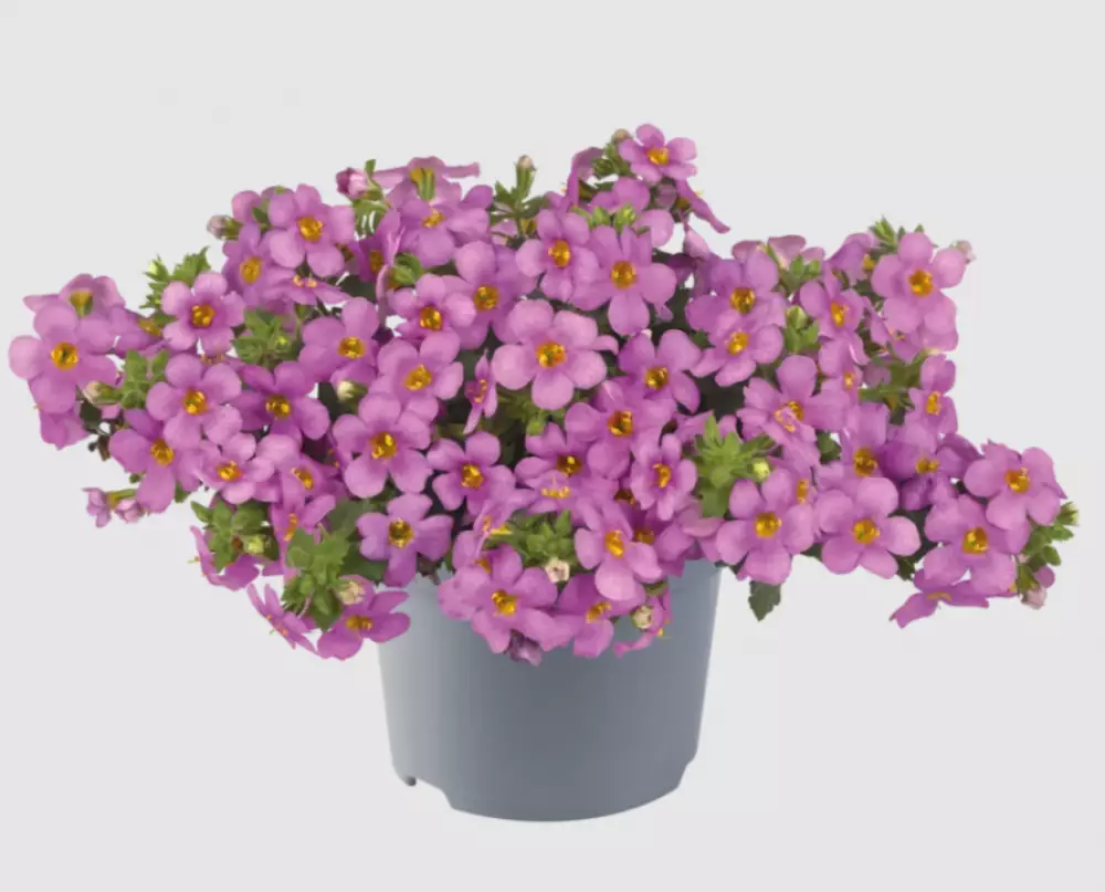 Бакопа diffusus MegaCopa™ Pink (100 шт.)