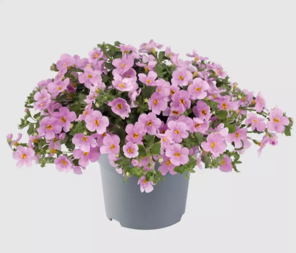 Бакопа diffusus MegaCopa™ Pink Shine (100 шт.)