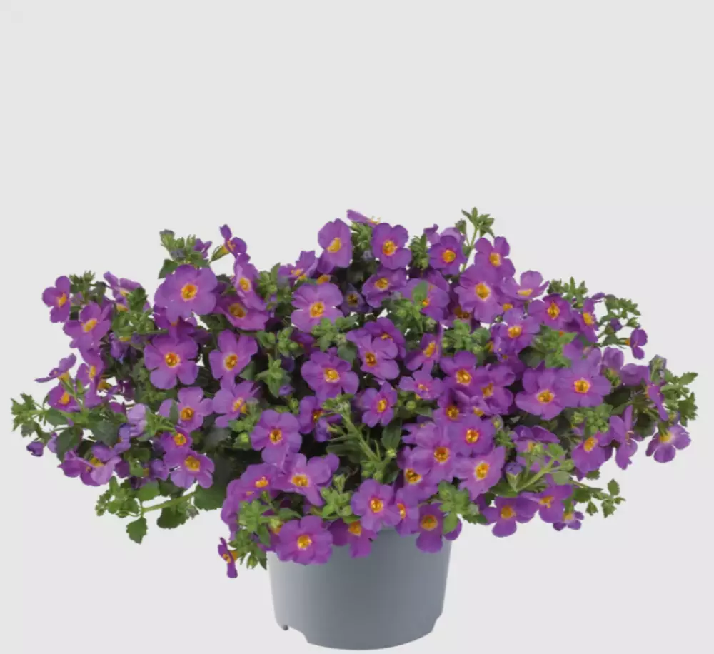 Бакопа diffusus MegaCopa™ Purple (100 шт.)