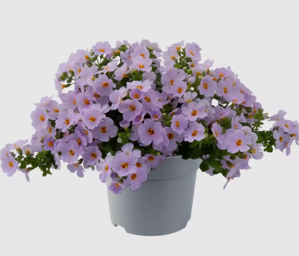 Бакопа diffusus MegaCopa™ Sky Blue (100 шт.)