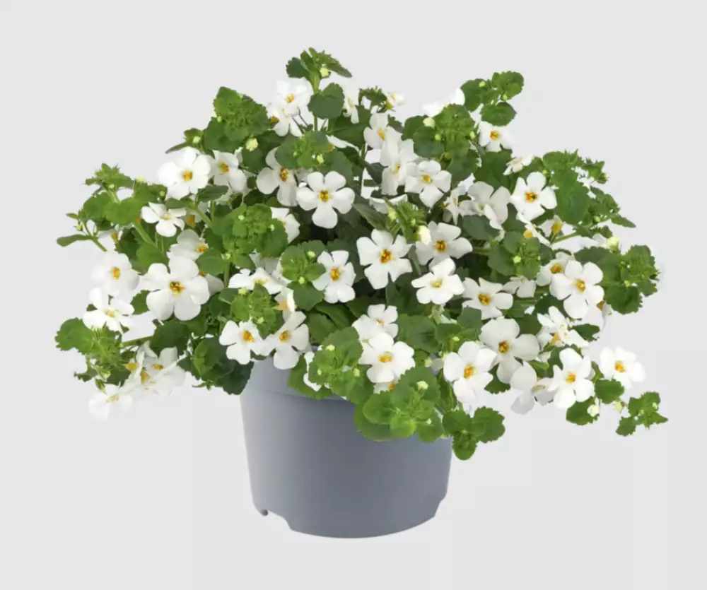 Бакопа diffusus MegaCopa™ Versa White (100 шт.)