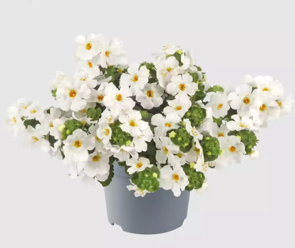 Бакопа diffusus MegaCopa™ White (100 шт.)