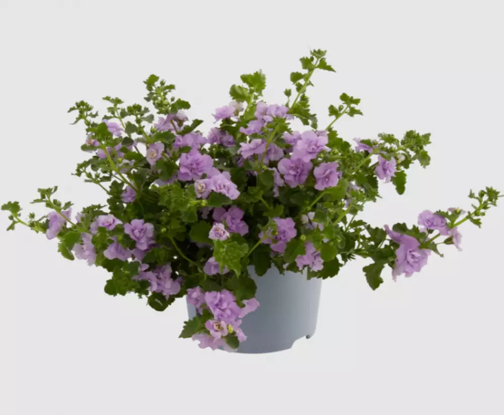 Бакопа diffusus Scopia® Double Lavender (100 шт.)