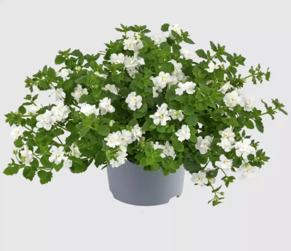 Бакопа diffusus Scopia® Double Snowball (100 шт.)