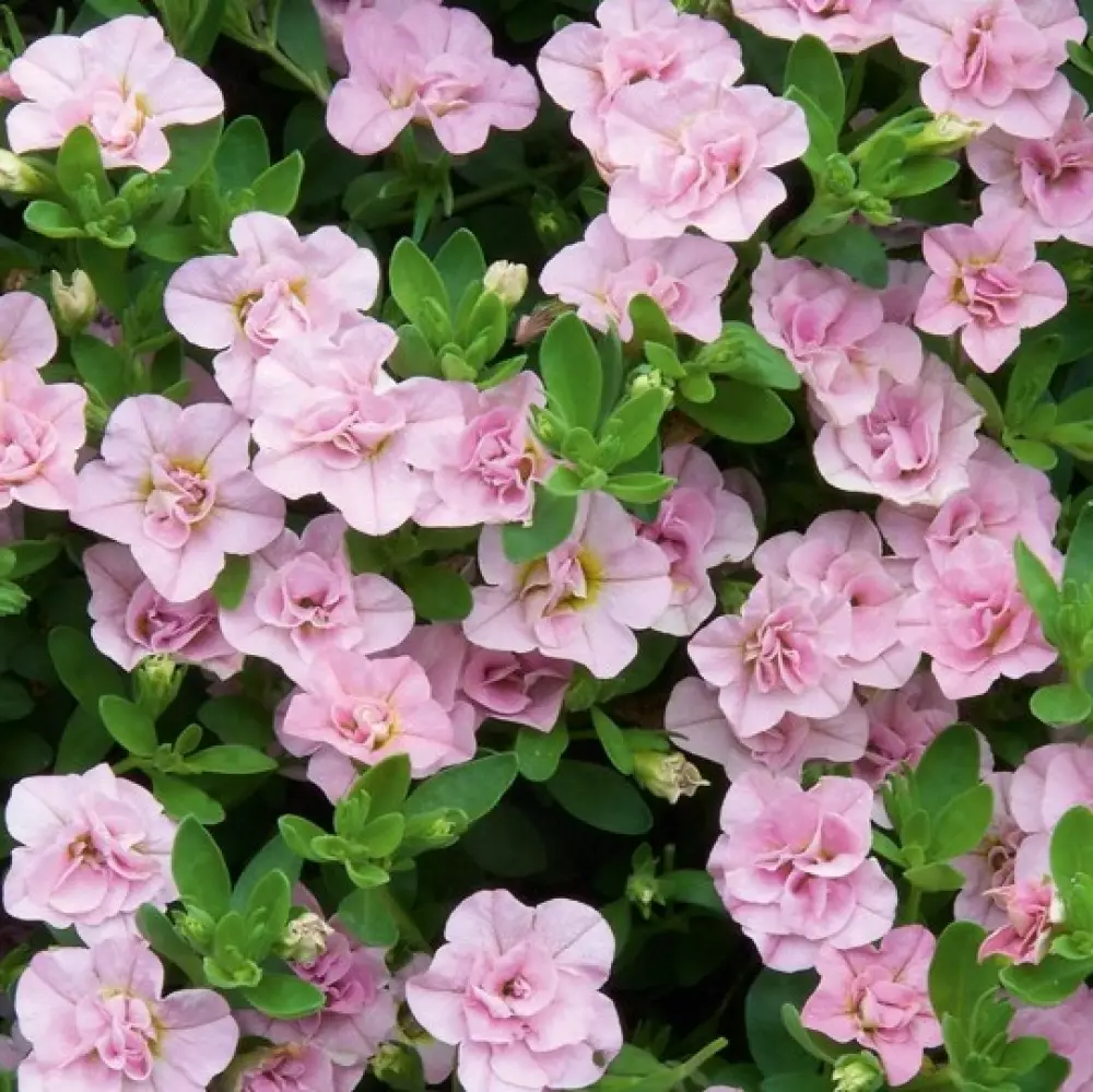 Бакопа diffusus Scopia® Double Pink Heart (100 шт.)