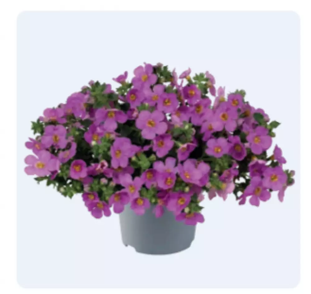 Бакопа diffusus Scopia® Double Pink (100 шт.)